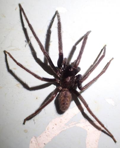 Segestria florentina